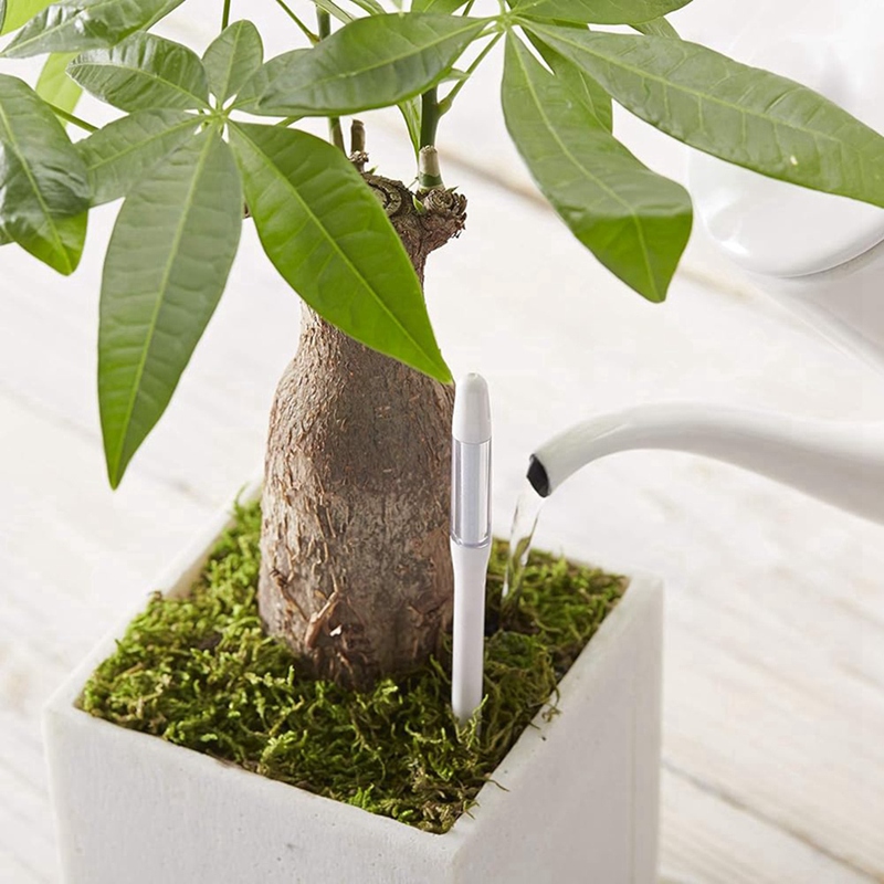 Aquameter, 5pcs, Plant Soil Mo - Indoor Plants ulasan dan harga
