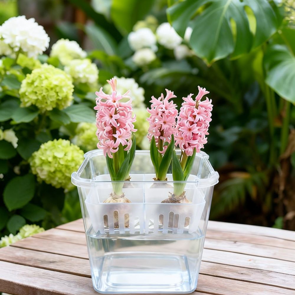 Hydroponic Vase For Tulip Lily - Indoor Plants ulasan dan harga