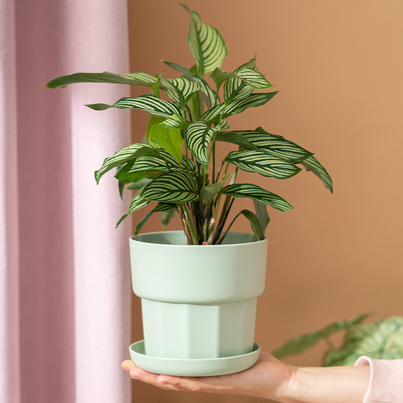 Nordic Minimalist Style Green  - Succulent Set ulasan dan harga