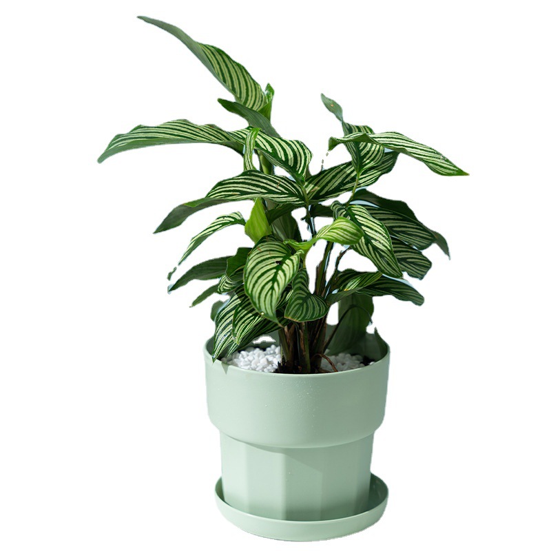 Nordic Minimalist Style Green  - Succulent Set ulasan dan harga