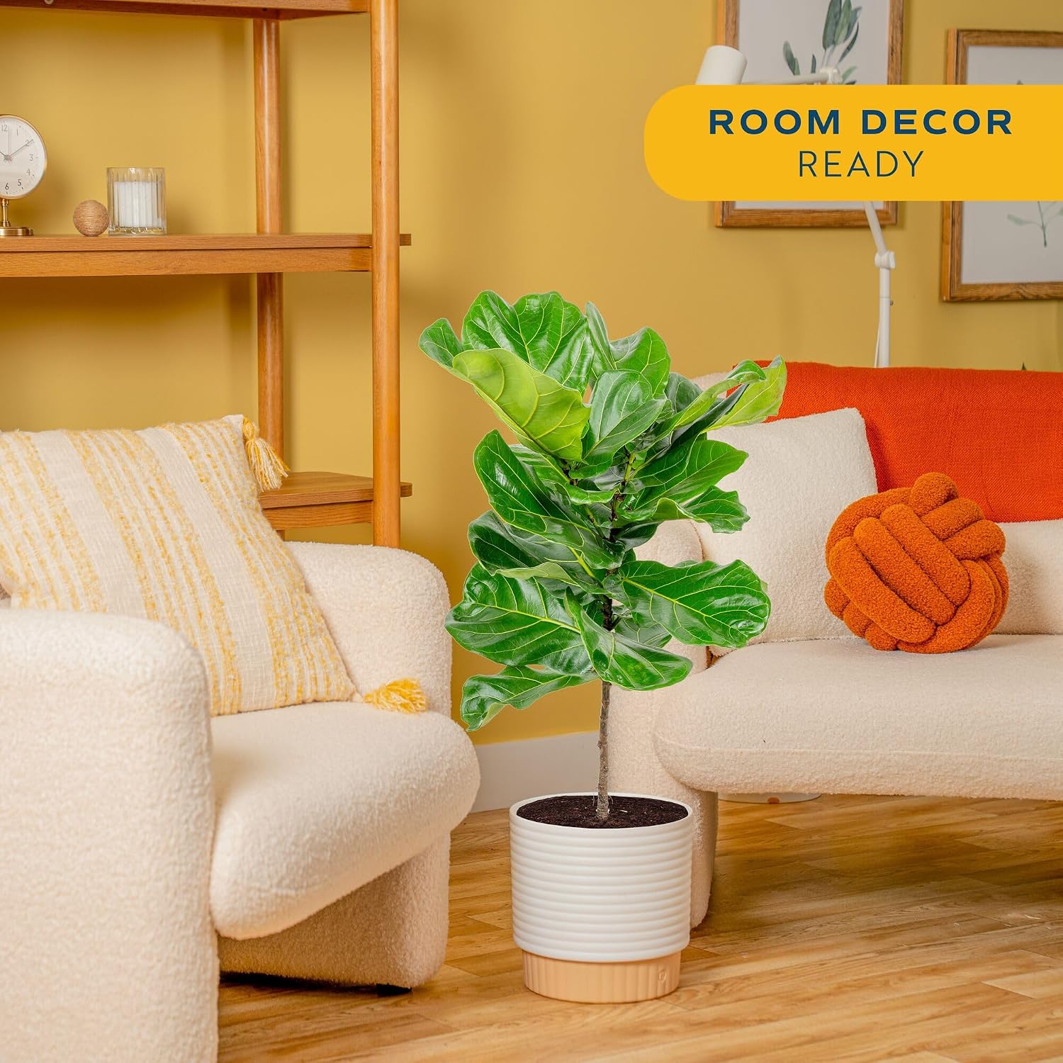 Fiddle Leaf Fig Tree, Live Hou - Fiddle Leaf Fig ulasan dan harga
